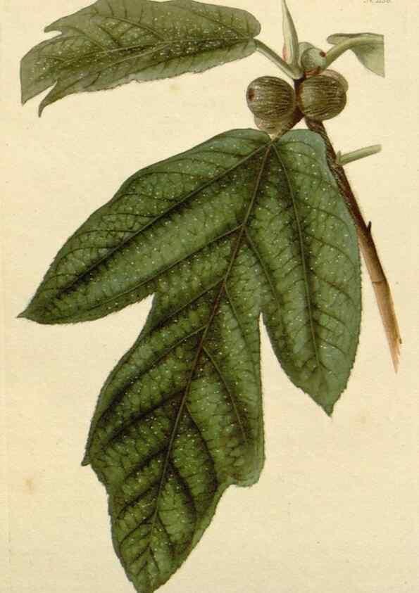 Reproducción/Reproduction 48782840696: The botanical cabinet. London :John & Arthur Arch ...,1817-1833.. 
