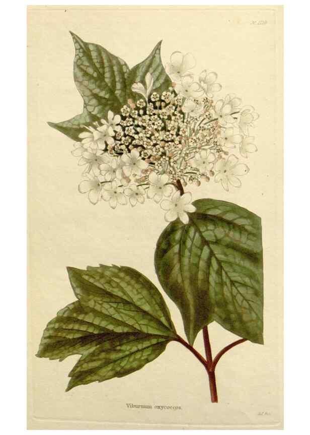 Reproducción/Reproduction 48782834856: The botanical cabinet. London :John & Arthur Arch ...,1817-1833.. 