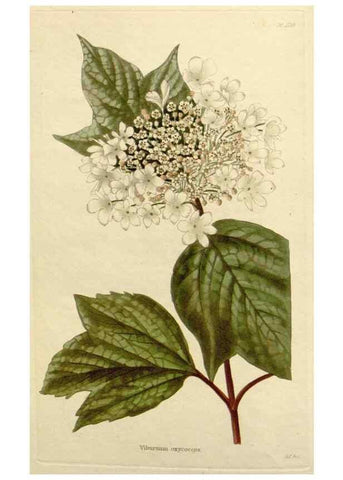 Reproducción/Reproduction 48782834856: The botanical cabinet. London :John & Arthur Arch ...,1817-1833.. 