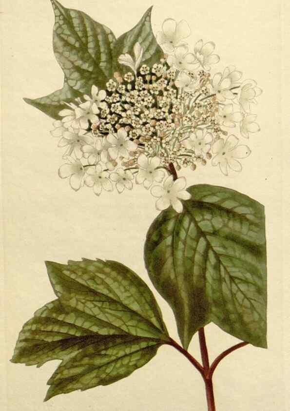 Reproducción/Reproduction 48782834856: The botanical cabinet. London :John & Arthur Arch ...,1817-1833.. 