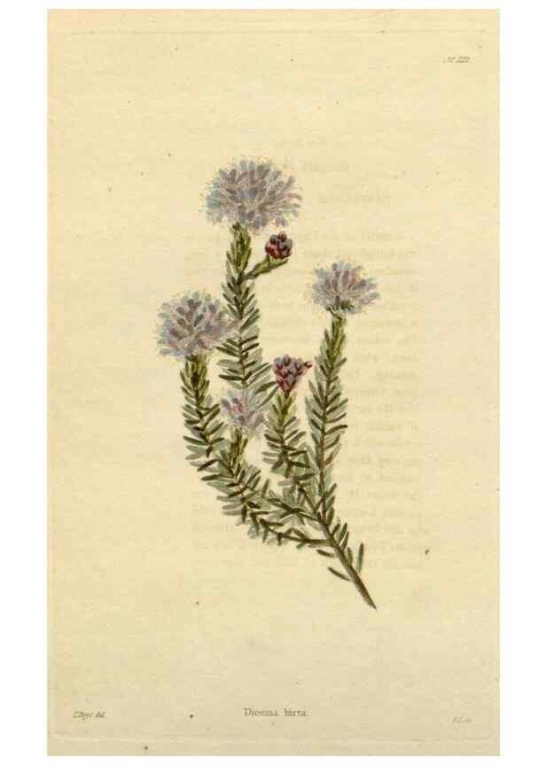 Reproducción/Reproduction 48782834311: The botanical cabinet. London :John & Arthur Arch ...,1817-1833.. 