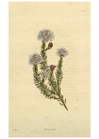Reproducción/Reproduction 48782834311: The botanical cabinet. London :John & Arthur Arch ...,1817-1833.. 