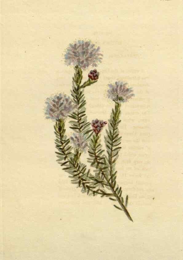 Reproducción/Reproduction 48782834311: The botanical cabinet. London :John & Arthur Arch ...,1817-1833.. 