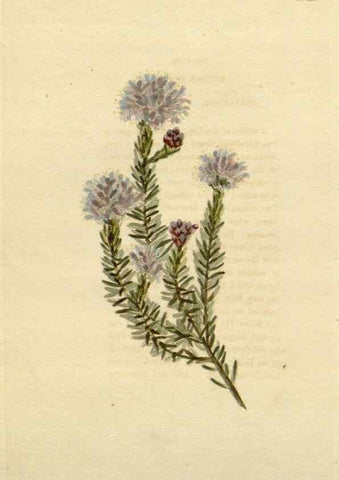 Reproducción/Reproduction 48782834311: The botanical cabinet. London :John & Arthur Arch ...,1817-1833.. 