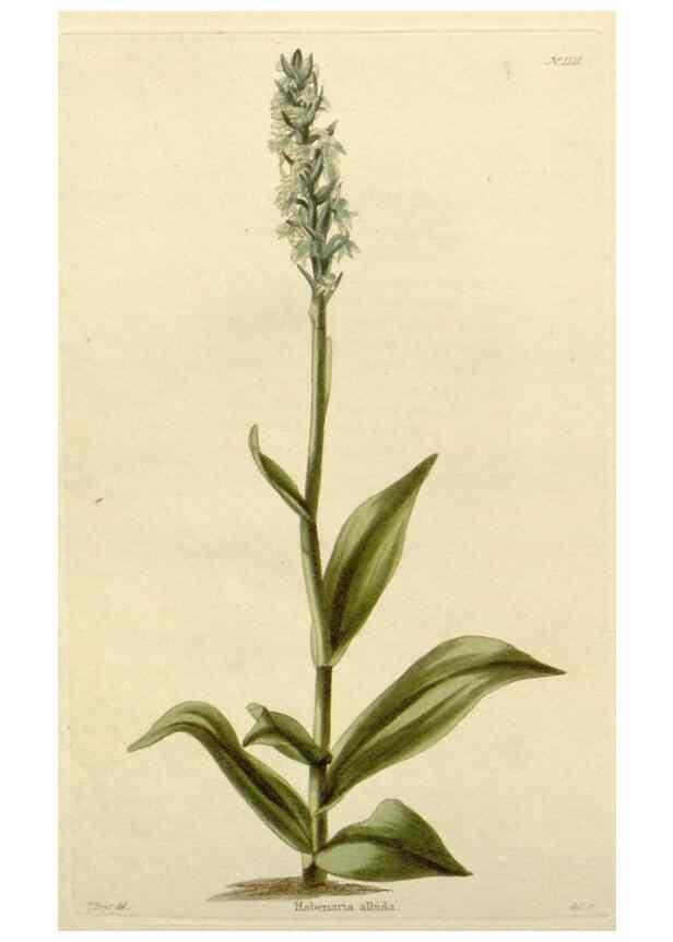 Reproducción/Reproduction 48782833816: The botanical cabinet. London :John & Arthur Arch ...,1817-1833.. 