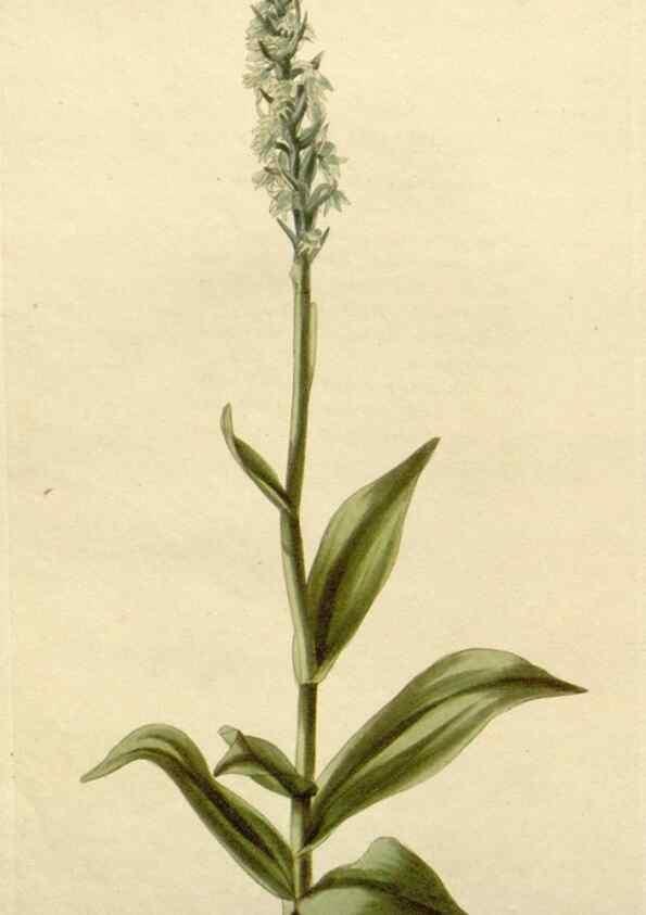 Reproducción/Reproduction 48782833816: The botanical cabinet. London :John & Arthur Arch ...,1817-1833.. 