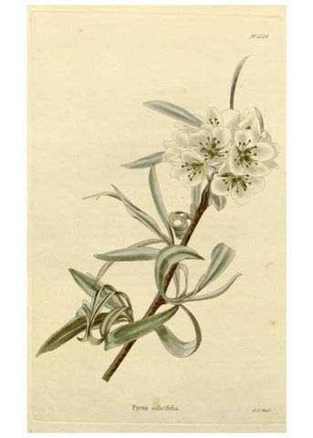 Reproducción/Reproduction 48782467703: The botanical cabinet. London :John & Arthur Arch ...,1817-1833.. 