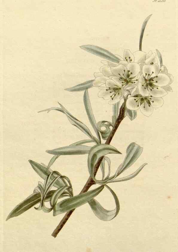 Reproducción/Reproduction 48782467703: The botanical cabinet. London :John & Arthur Arch ...,1817-1833.. 