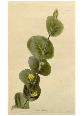Reproducción/Reproduction 48782992432: The botanical cabinet. London :John & Arthur Arch ...,1817-1833.. 