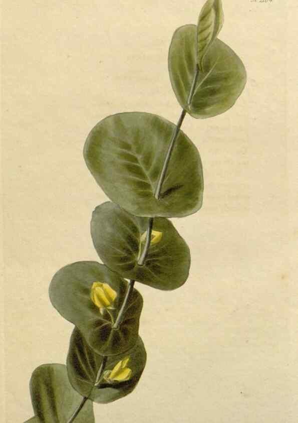 Reproducción/Reproduction 48782992432: The botanical cabinet. London :John & Arthur Arch ...,1817-1833.. 