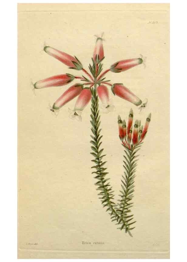 Reproducción/Reproduction 48782460453: The botanical cabinet. London :John & Arthur Arch ...,1817-1833.. 