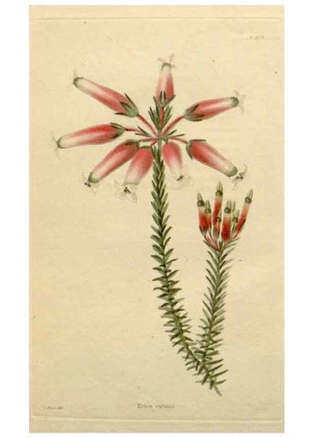 Reproducción/Reproduction 48782460453: The botanical cabinet. London :John & Arthur Arch ...,1817-1833.. 