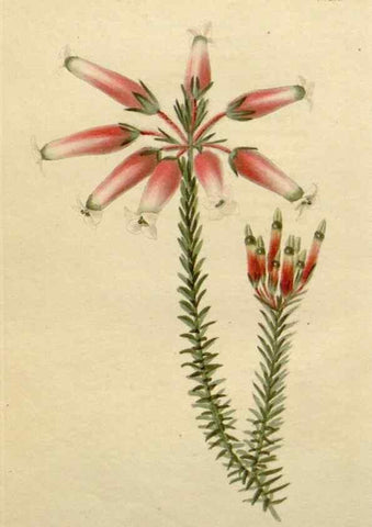 Reproducción/Reproduction 48782460453: The botanical cabinet. London :John & Arthur Arch ...,1817-1833.. 
