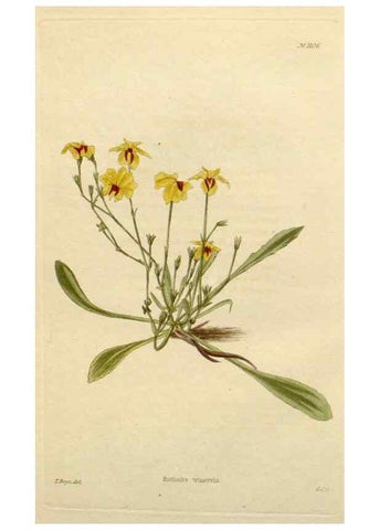 Reproducción/Reproduction 48782993427: The botanical cabinet. London :John & Arthur Arch ...,1817-1833.. 