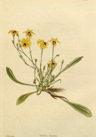 Reproducción/Reproduction 48782993427: The botanical cabinet. London :John & Arthur Arch ...,1817-1833.. 