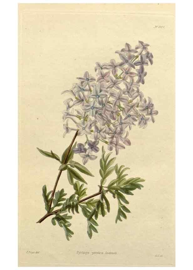Reproducción/Reproduction 48782826741: The botanical cabinet. London :John & Arthur Arch ...,1817-1833.. 