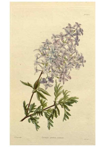 Reproducción/Reproduction 48782826741: The botanical cabinet. London :John & Arthur Arch ...,1817-1833.. 