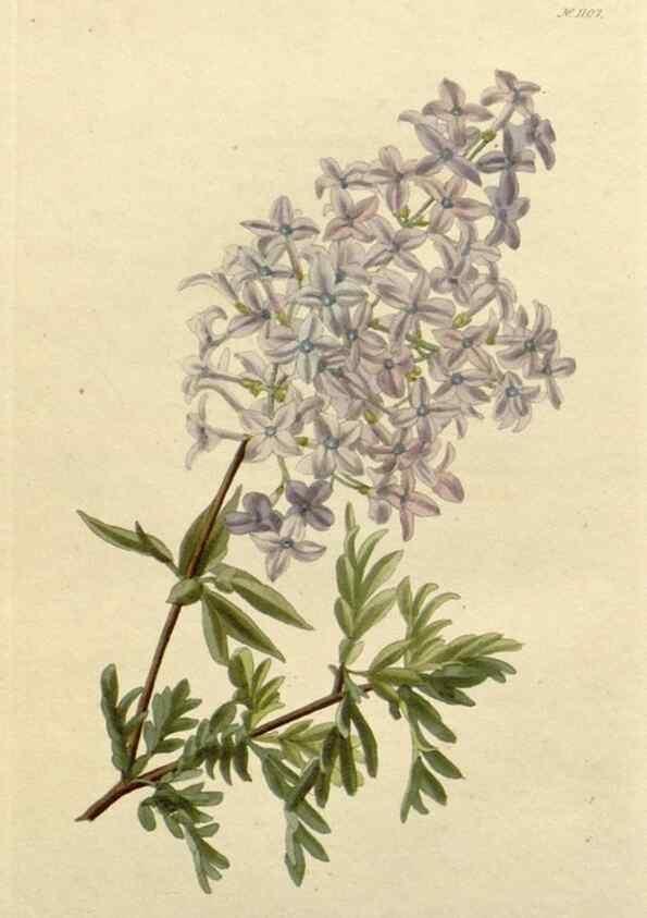 Reproducción/Reproduction 48782826741: The botanical cabinet. London :John & Arthur Arch ...,1817-1833.. 
