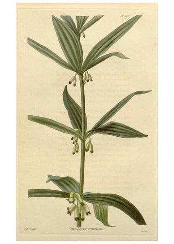 Reproducción/Reproduction 48782827156: The botanical cabinet. London :John & Arthur Arch ...,1817-1833.. 