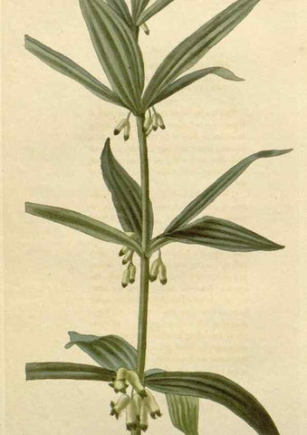 Reproducción/Reproduction 48782827156: The botanical cabinet. London :John & Arthur Arch ...,1817-1833.. 