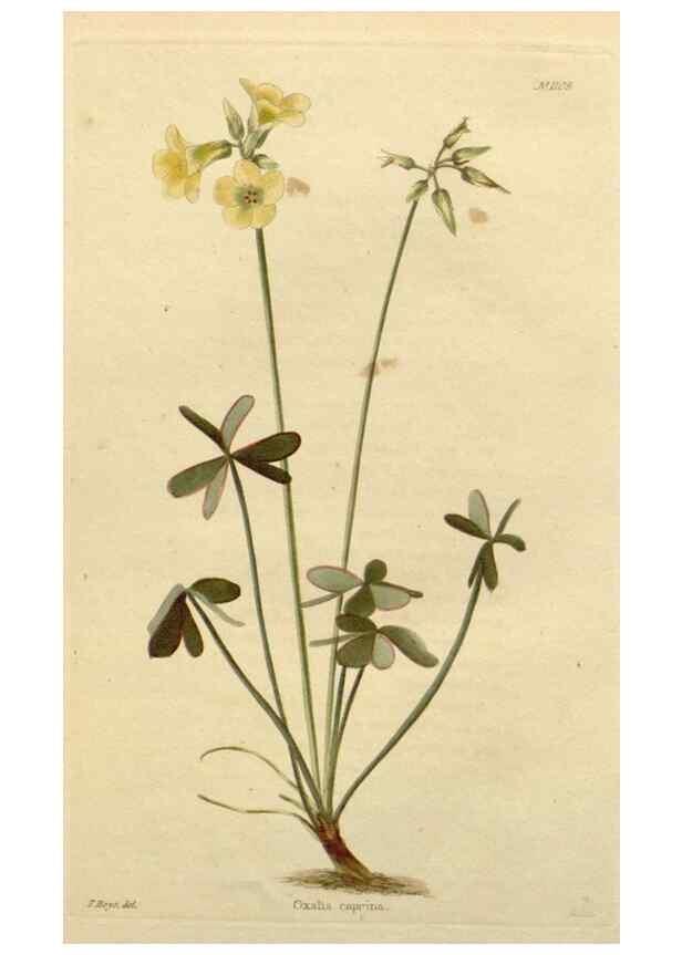 Reproducción/Reproduction 48782827516: The botanical cabinet. London :John & Arthur Arch ...,1817-1833.. 