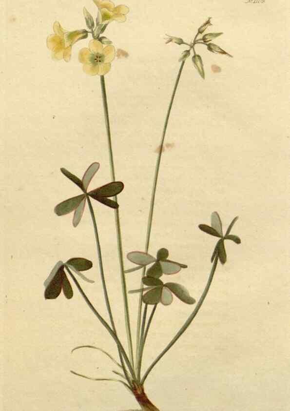Reproducción/Reproduction 48782827516: The botanical cabinet. London :John & Arthur Arch ...,1817-1833.. 
