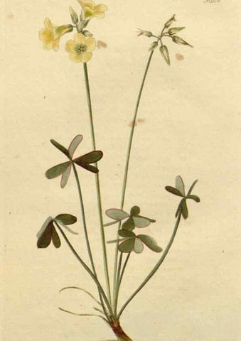 Reproducción/Reproduction 48782827516: The botanical cabinet. London :John & Arthur Arch ...,1817-1833.. 