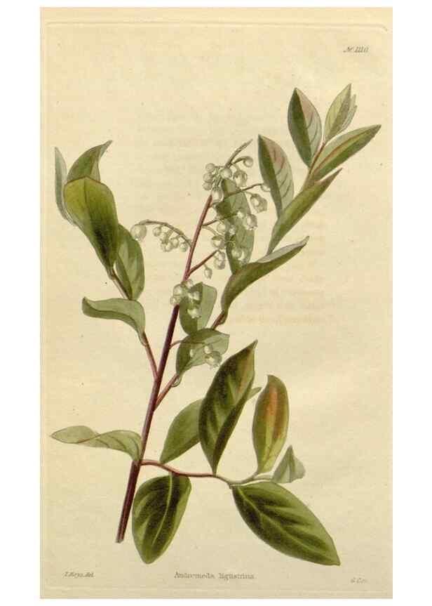 Reproducción/Reproduction 48782827846: The botanical cabinet. London :John & Arthur Arch ...,1817-1833.. 