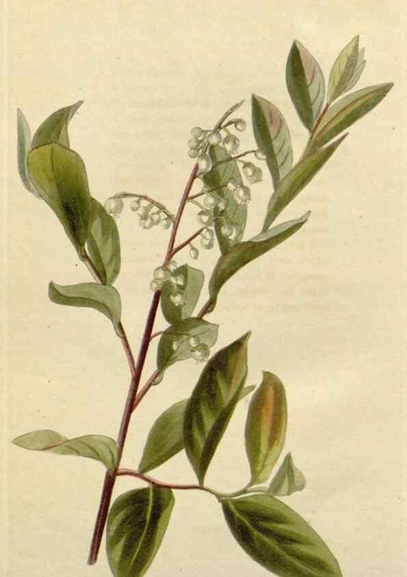 Reproducción/Reproduction 48782827846: The botanical cabinet. London :John & Arthur Arch ...,1817-1833.. 