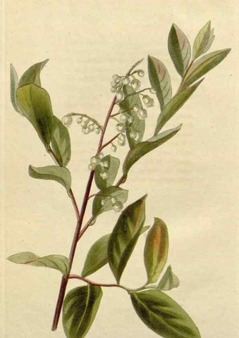 Reproducción/Reproduction 48782827846: The botanical cabinet. London :John & Arthur Arch ...,1817-1833.. 