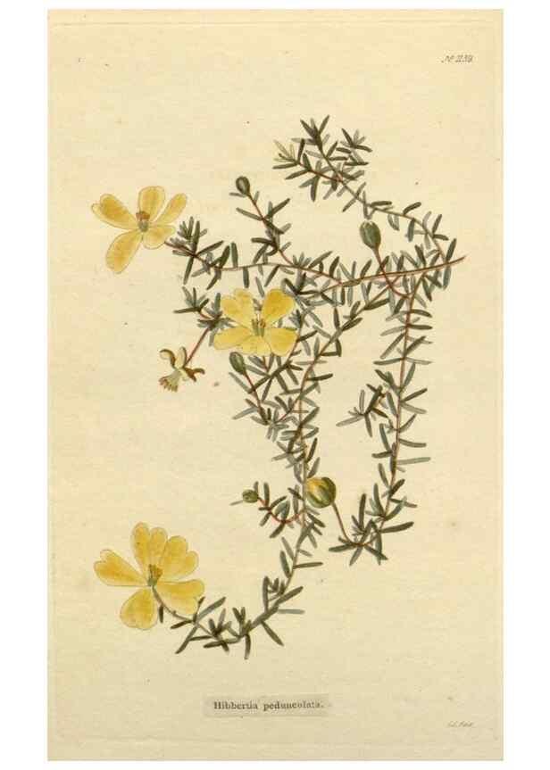 Reproducción/Reproduction 48783008157: The botanical cabinet. London :John & Arthur Arch ...,1817-1833.. 
