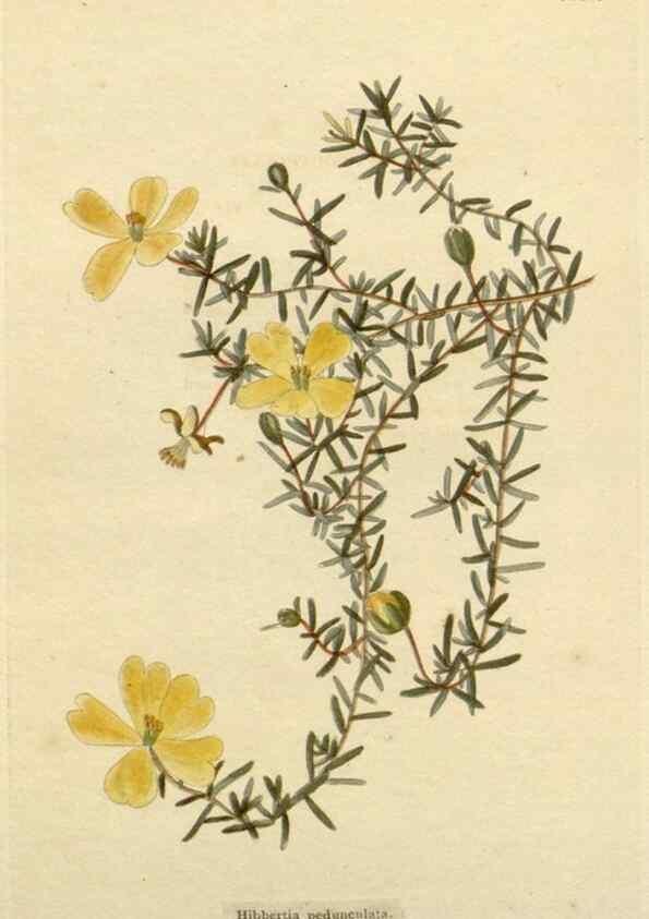 Reproducción/Reproduction 48783008157: The botanical cabinet. London :John & Arthur Arch ...,1817-1833.. 