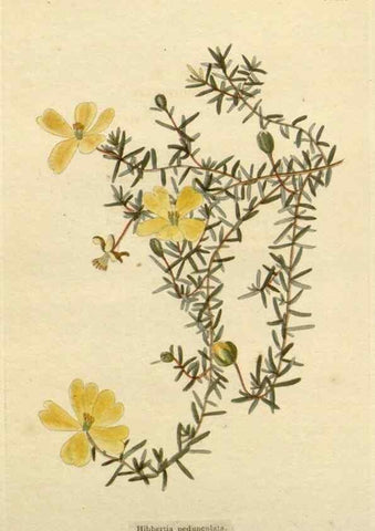 Reproducción/Reproduction 48783008157: The botanical cabinet. London :John & Arthur Arch ...,1817-1833.. 