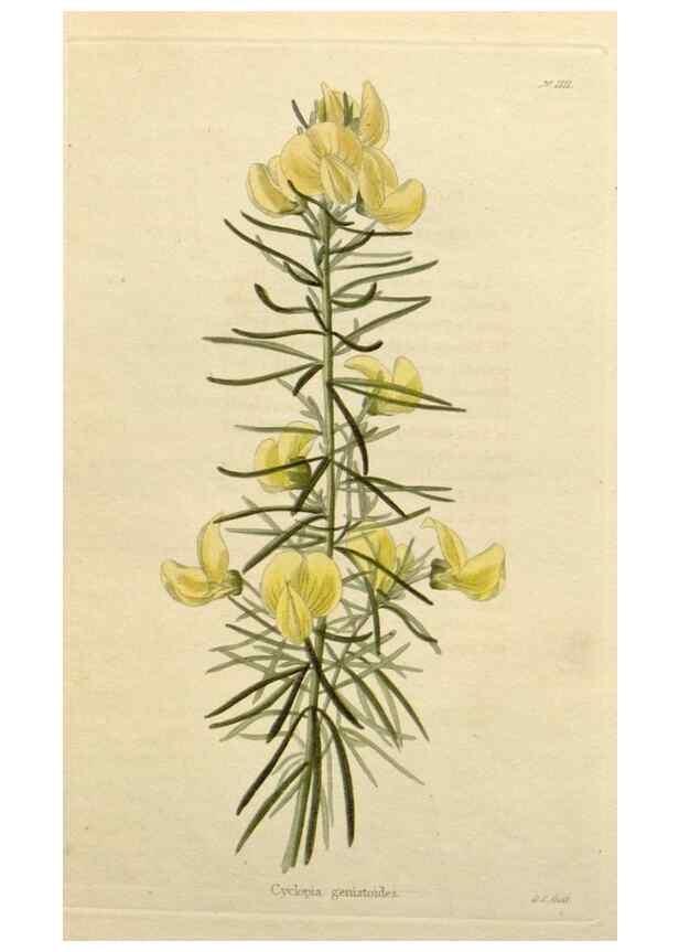 Reproducción/Reproduction 48782995712: The botanical cabinet. London :John & Arthur Arch ...,1817-1833.. 