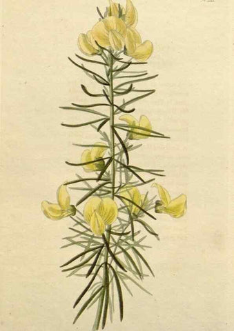 Reproducción/Reproduction 48782995712: The botanical cabinet. London :John & Arthur Arch ...,1817-1833.. 