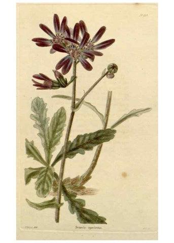 Reproducción/Reproduction 48782829321: The botanical cabinet. London :John & Arthur Arch ...,1817-1833.. 