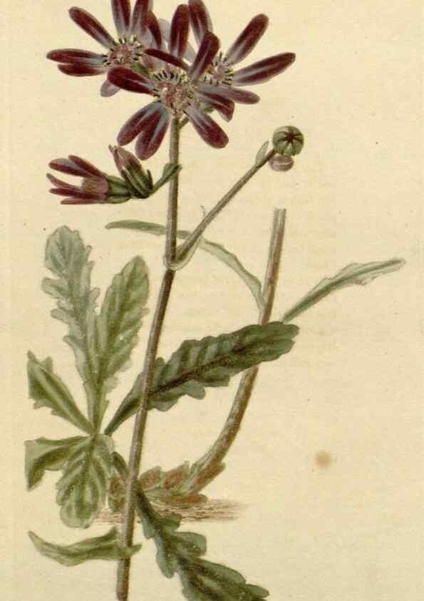 Reproducción/Reproduction 48782829321: The botanical cabinet. London :John & Arthur Arch ...,1817-1833.. 