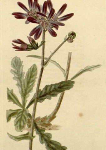 Reproducción/Reproduction 48782829321: The botanical cabinet. London :John & Arthur Arch ...,1817-1833.. 