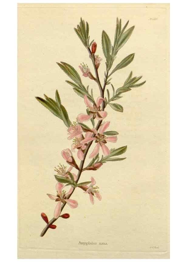 Reproducción/Reproduction 48782997012: The botanical cabinet. London :John & Arthur Arch ...,1817-1833.. 