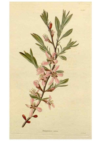 Reproducción/Reproduction 48782997012: The botanical cabinet. London :John & Arthur Arch ...,1817-1833.. 