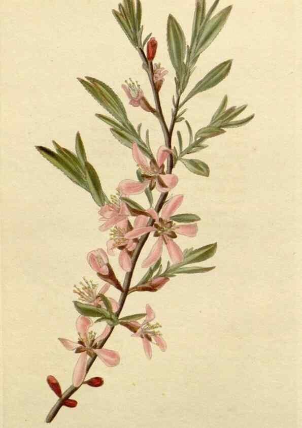Reproducción/Reproduction 48782997012: The botanical cabinet. London :John & Arthur Arch ...,1817-1833.. 