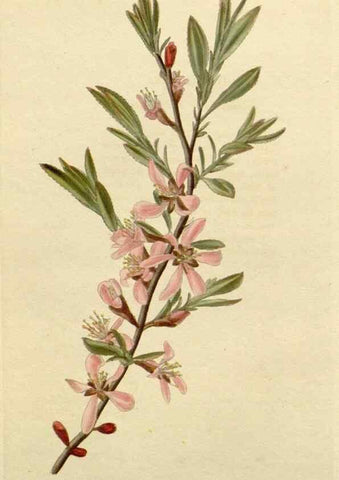 Reproducción/Reproduction 48782997012: The botanical cabinet. London :John & Arthur Arch ...,1817-1833.. 