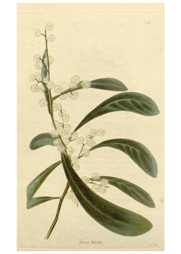 Reproducción/Reproduction 48782830356: The botanical cabinet. London :John & Arthur Arch ...,1817-1833.. 