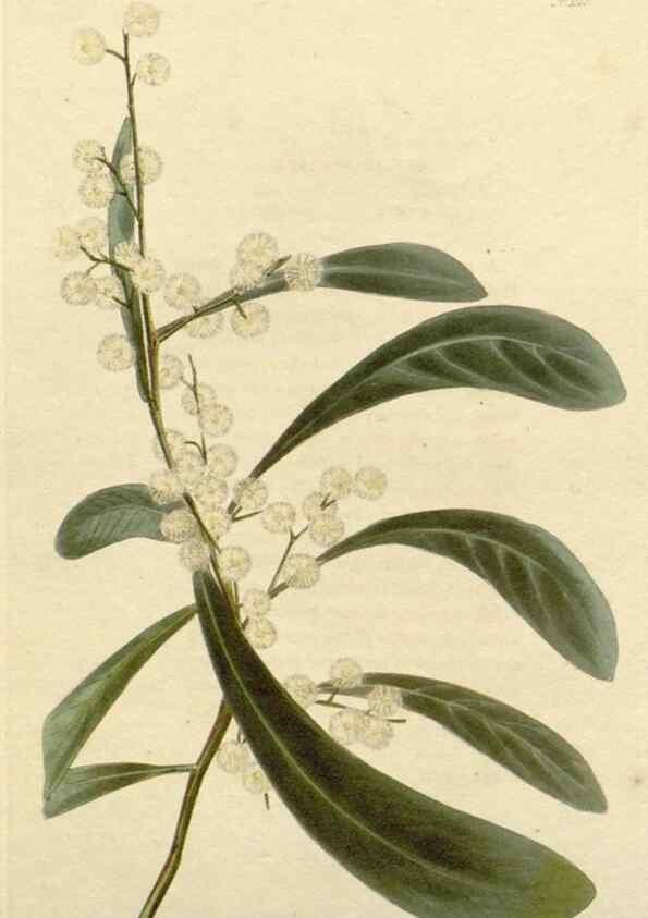 Reproducción/Reproduction 48782830356: The botanical cabinet. London :John & Arthur Arch ...,1817-1833.. 