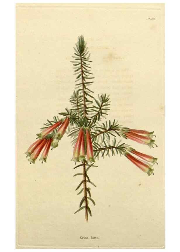 Reproducción/Reproduction 48782998007: The botanical cabinet. London :John & Arthur Arch ...,1817-1833.. 