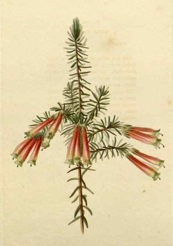 Reproducción/Reproduction 48782998007: The botanical cabinet. London :John & Arthur Arch ...,1817-1833.. 