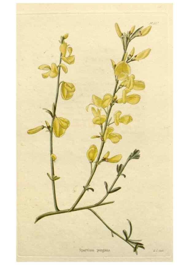Reproducción/Reproduction 48782466118: The botanical cabinet. London :John & Arthur Arch ...,1817-1833.. 
