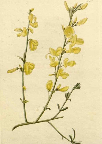 Reproducción/Reproduction 48782466118: The botanical cabinet. London :John & Arthur Arch ...,1817-1833.. 