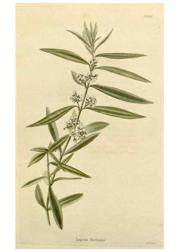 Reproducción/Reproduction 48782831951: The botanical cabinet. London :John & Arthur Arch ...,1817-1833.. 