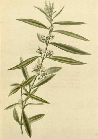 Reproducción/Reproduction 48782831951: The botanical cabinet. London :John & Arthur Arch ...,1817-1833.. 